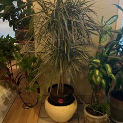 Dracaena Marginata “Dragon Tree”