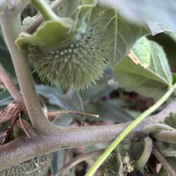 Toloaches Seed Ball 10 Seed Ball For $30