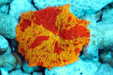 Jawbreaker Coral Frag Decorations Fake Corals Saltwater Aquarium