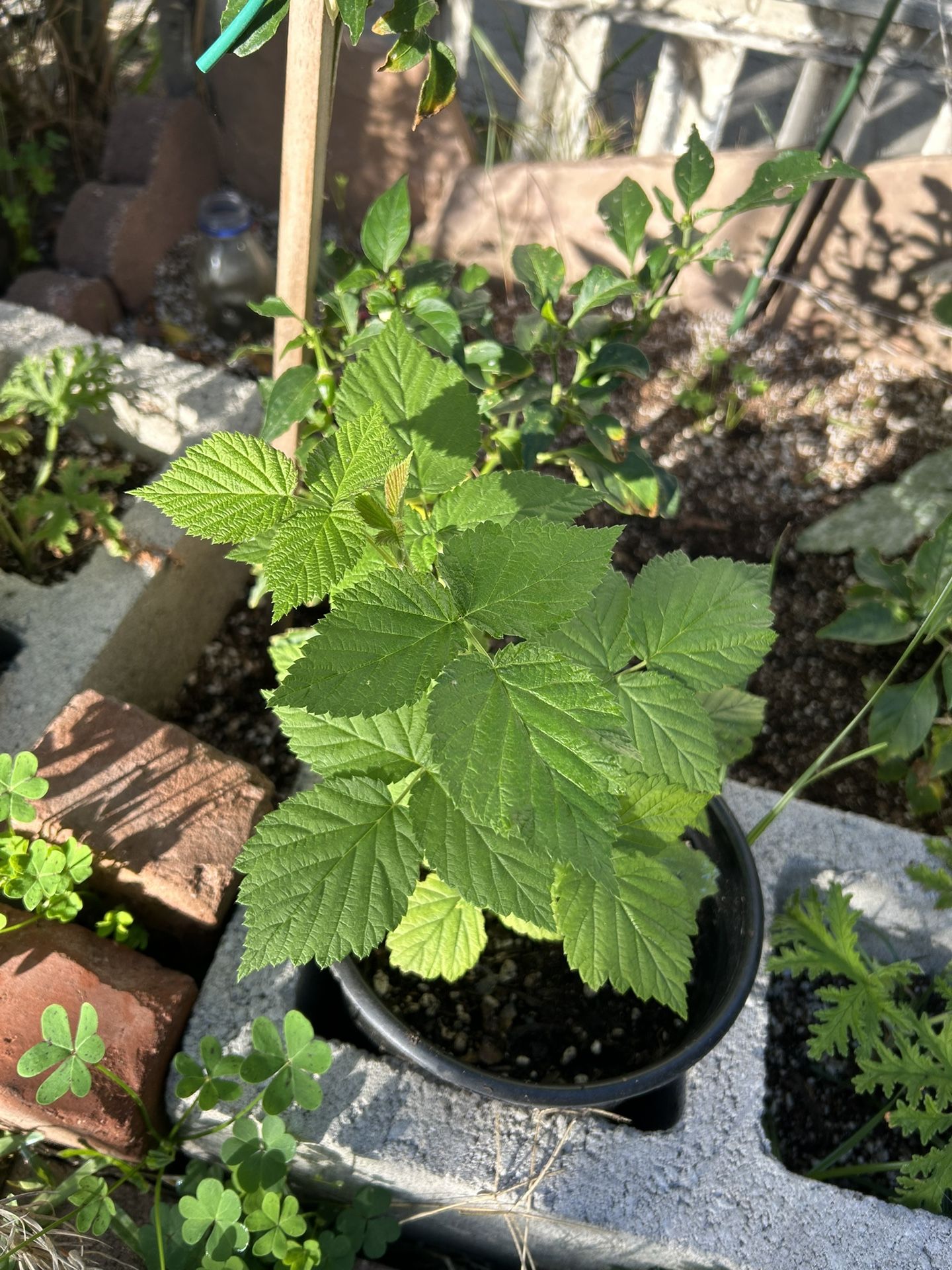Raspberry Plants