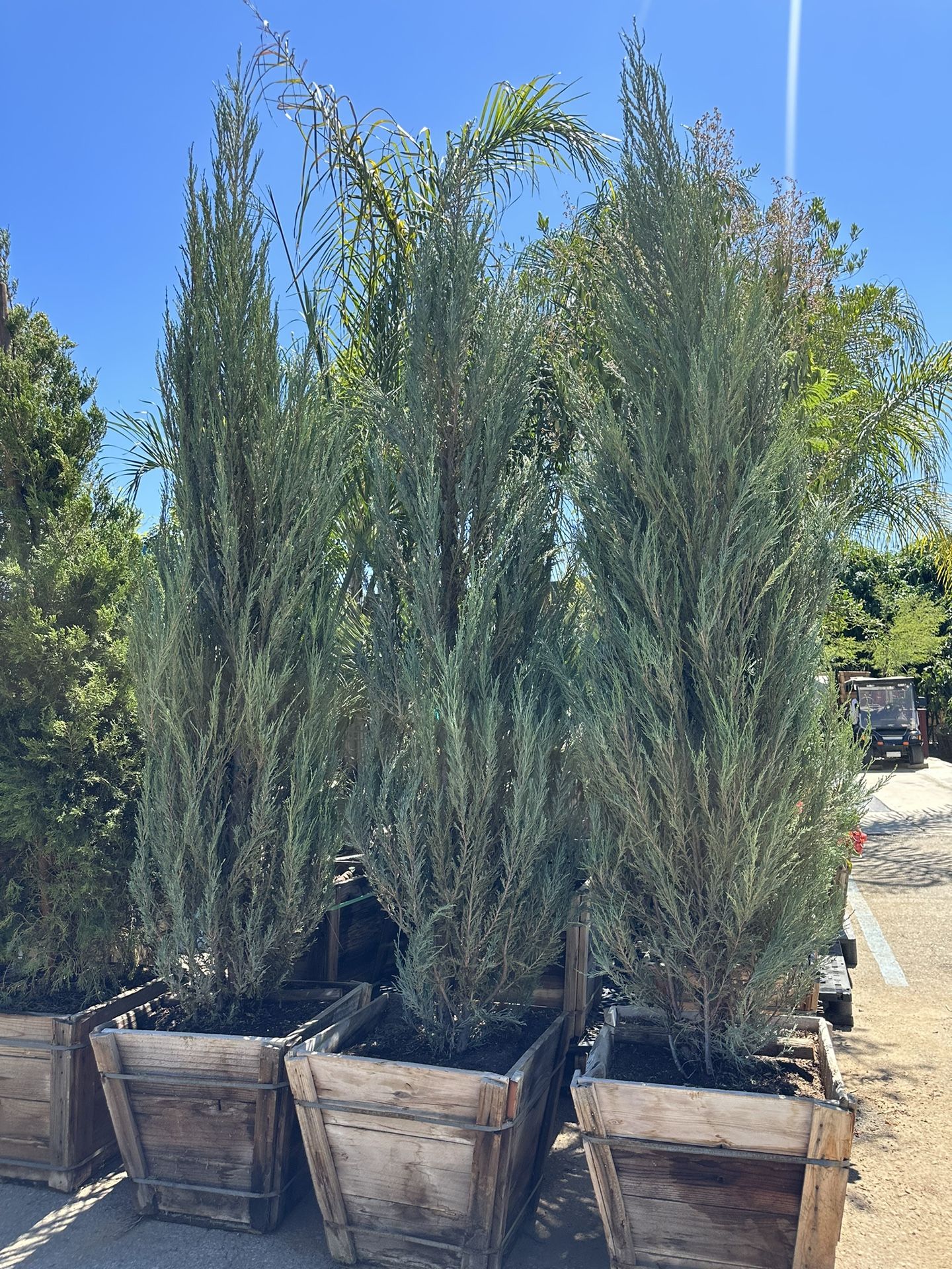 Juniperus scopulorum ‘Skyrocket’ / Skyrocket juniper Hedge And Privacy , Windbreaker 15gal Size