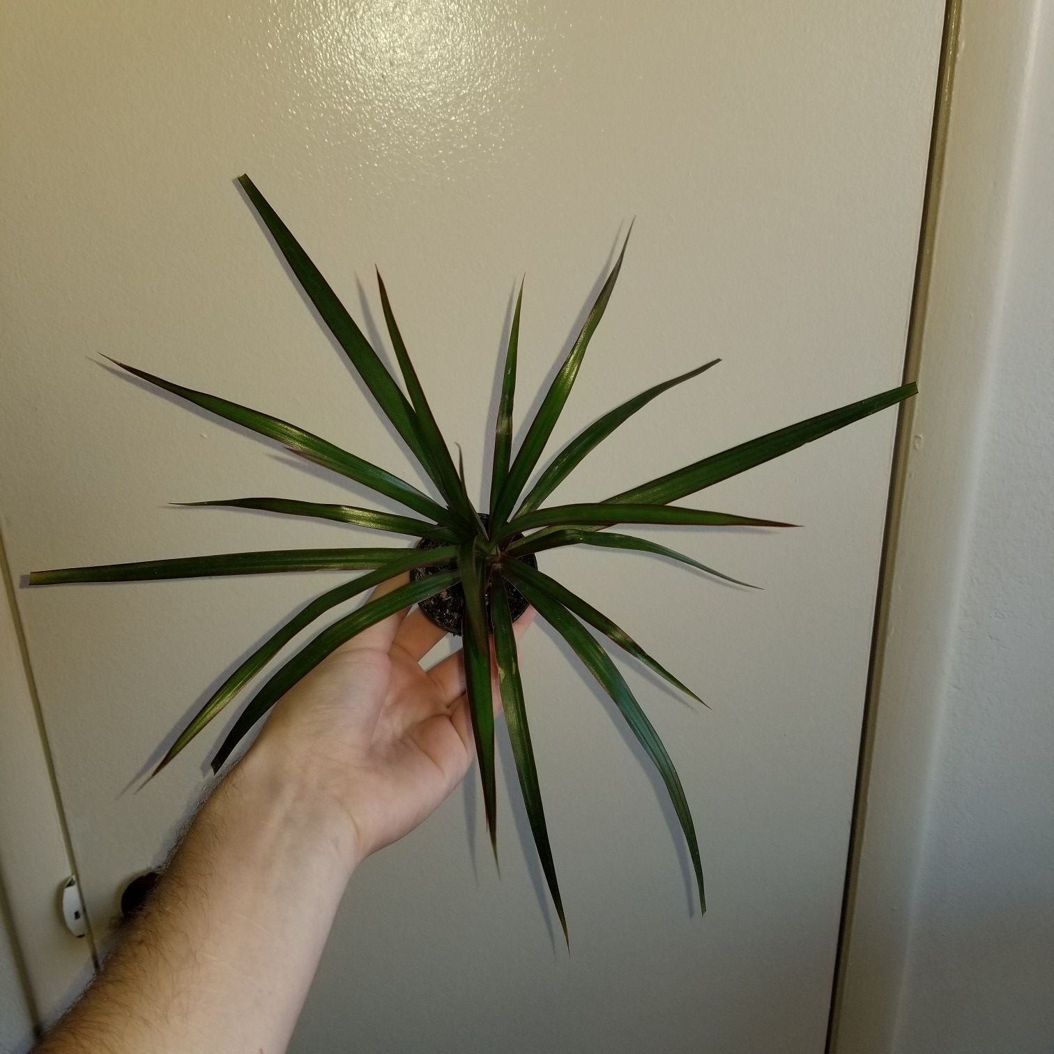 Dracaena Marginata