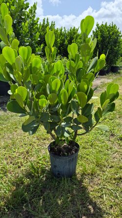 Huge clusias about 4 feet tall instant privacy!!!  Hedge for fence  sizes available