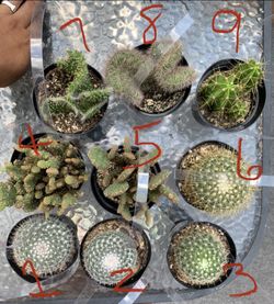 Cacti! Cactus!