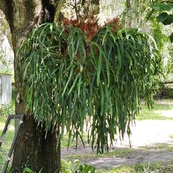 Big Staghorn Plant