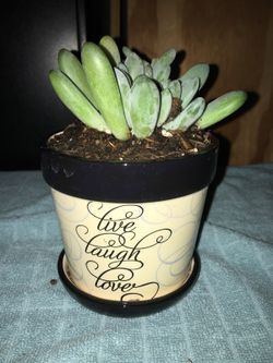 Succulents in cute ceramic pot live, love, laugh. I do have a lot of other succulent arrangements listed