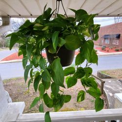 Plants