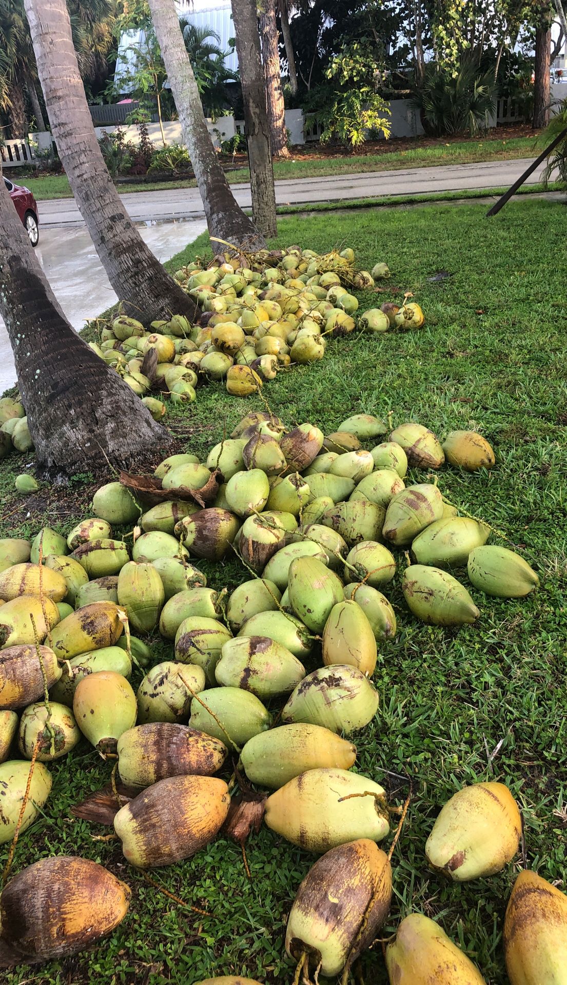 Coconuts 🌴 🥥