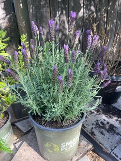 levender plant
