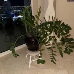 z-z Plant
