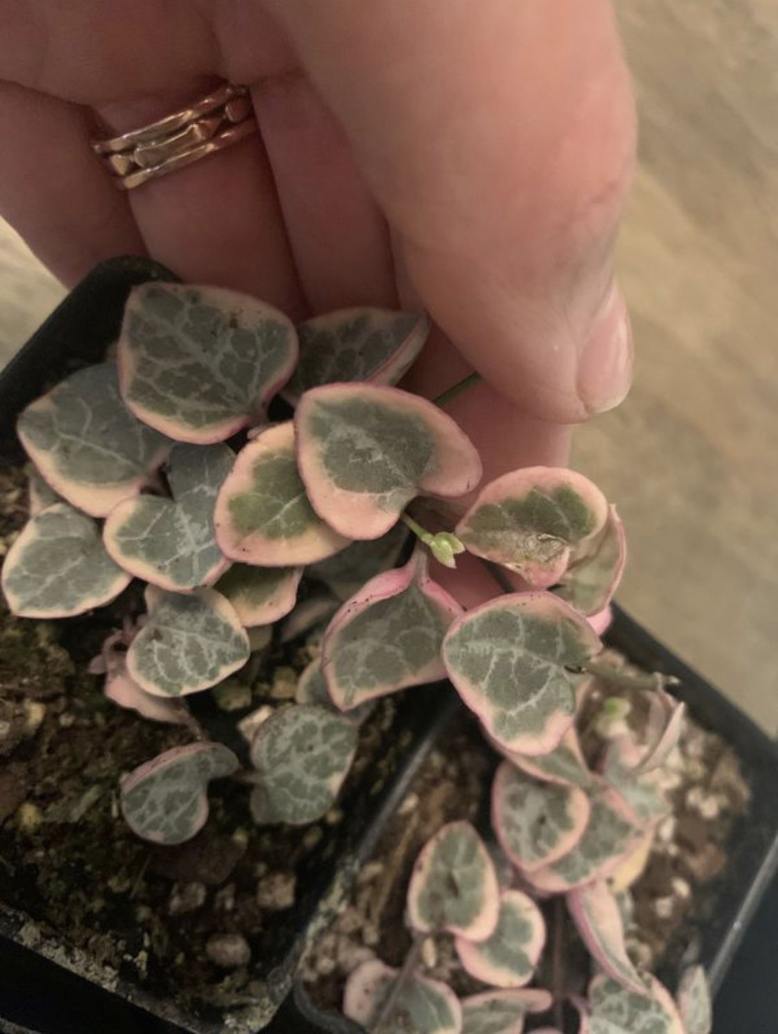 For Bobby G: Variegated String of Hearts Plant