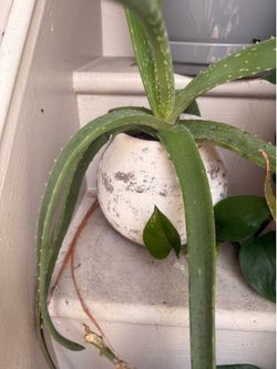 Aloe Vera plants for sale