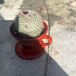 Small Cactus