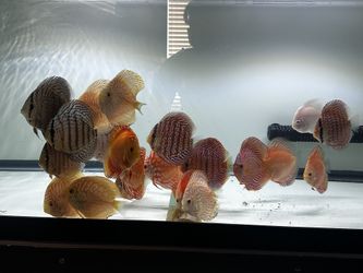 Discus Aquarium Decor