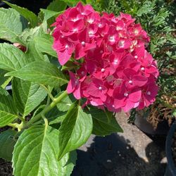 Hydrangea Pink 5gl