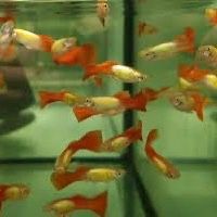 Live Guppy Breeding Pair 