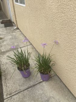 Beautiful purple flowers plant