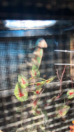 Cage for chameleon