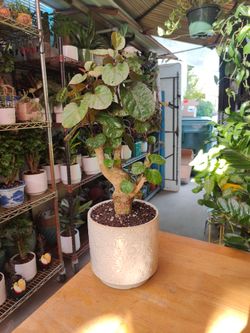 Aralia Fabian Stump Bonsai Tree