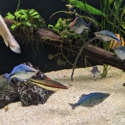 Aquarium Fish Tank Pecera Decorations 