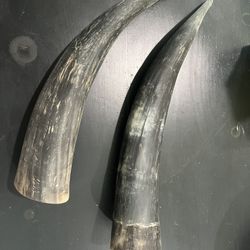 Real Horns