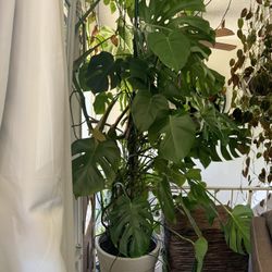 Very Large Monstera