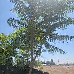 Tree'🌳  For Sale $ 50.       15' Toll 