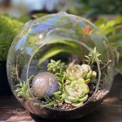 succulent arrangement