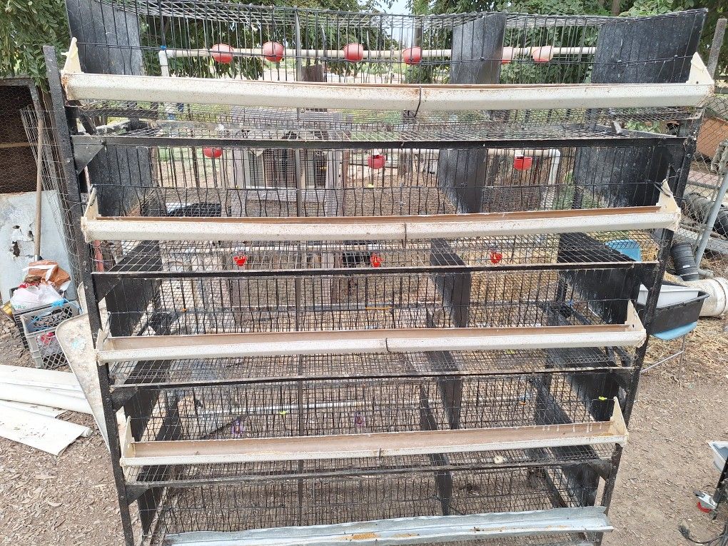 Quail Cage With Egg Roll Out