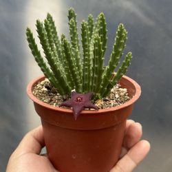 Starfish Flower Plants 🪴❤️