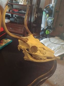Full deer skull . Proffesionally done . Fullk wired together and clear coated. $60 obo