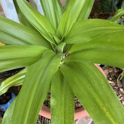 Lilly Plant In Pot White Flowers Decorative 