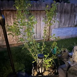 Plant Lover — Indoor/outdoor plants for sale