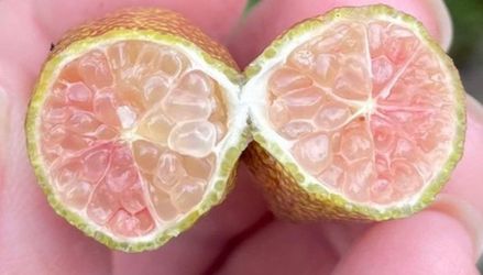 Rose Pearl fingerlimes (air-layered) Flowering And Fruiting Tree