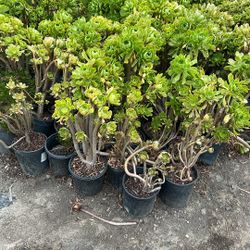 Plants 