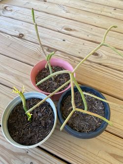 Firesticks Pencil Cactus