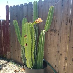Sanpedro Cactus / White Flower 