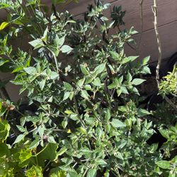 Black Cobra Pepper 5 Gallon Pots 