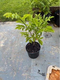 Asian Sugar apple seedling  (sweet sop)
