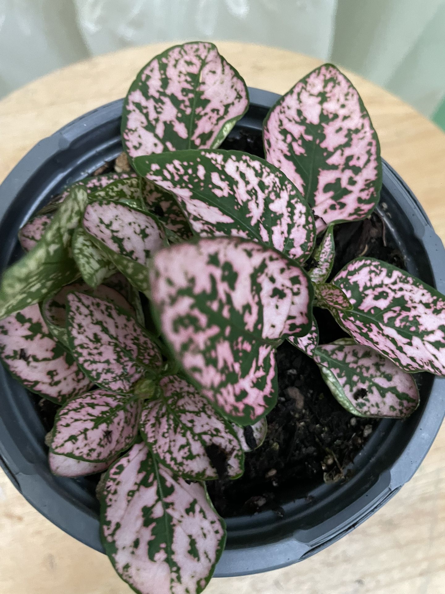 Pink Hyopoestes 