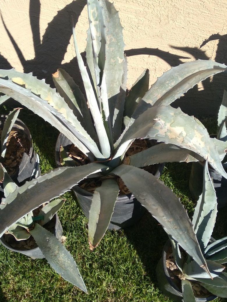 Blue Agave Plants In Pots