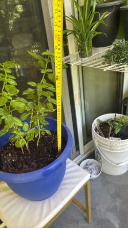 Basil plant