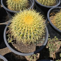 Golden Barrel Cactus