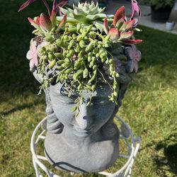 Large Beautiful Succulent Head