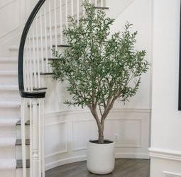 CHG 8’ Olive Tree