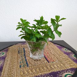 Small Flower Vase With Mint Plant
