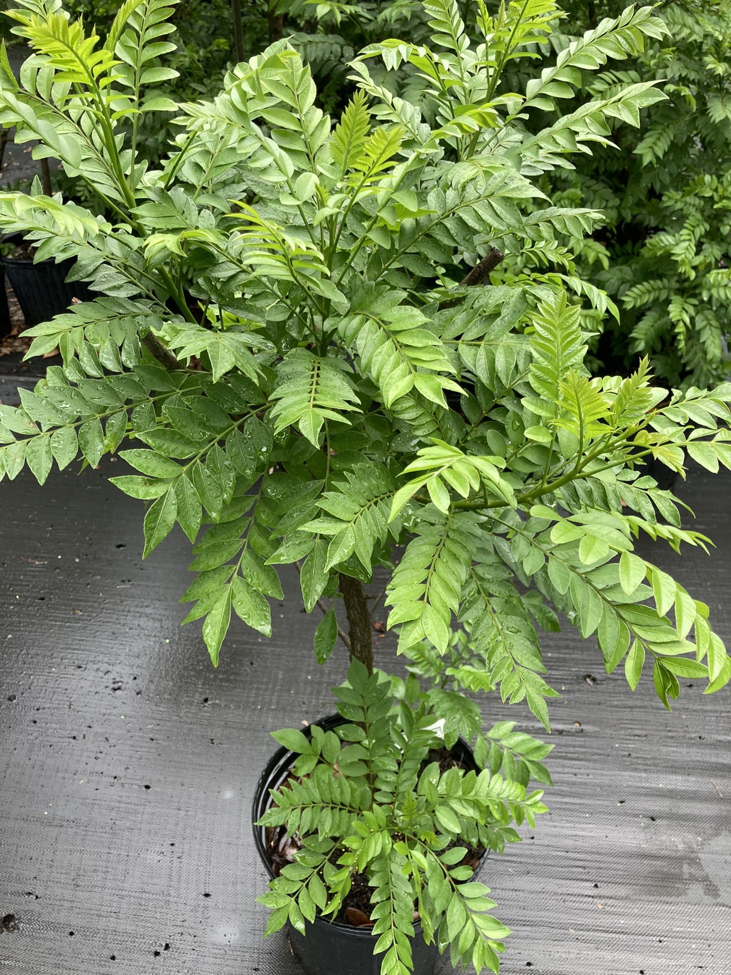 Ciruela Tree