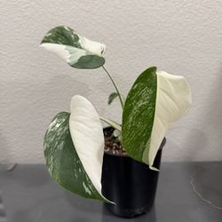 Monstera Albo Half Moon High Variegation