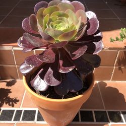 Purple Aeonium Succulent Plant