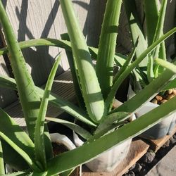 Aloe Vera 